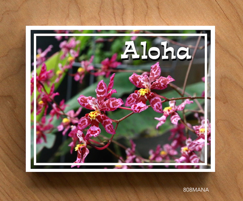 #403 ALOHA ORCHID POST CARD - ©808MANA - BIG ISLAND LOVE LLC